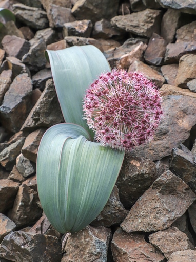 Allium karataviense